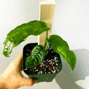 Monstera Obliqua Amazonas